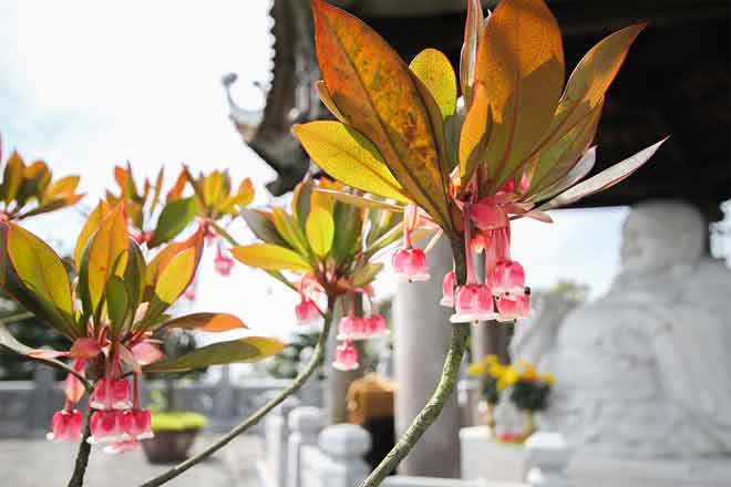 Bell-shaped peach blooming in Ba Na Hills resort. 