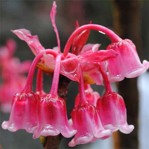 The peach blossoms from January to May.