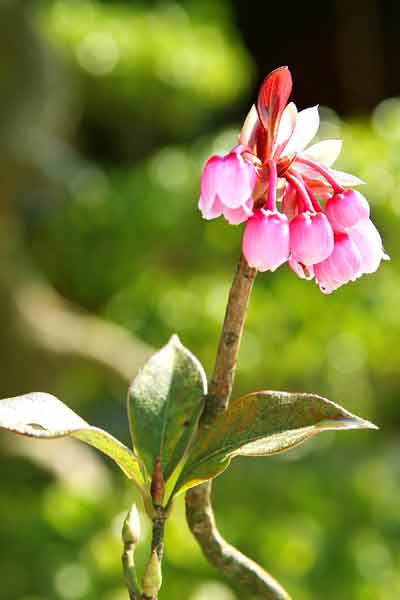 Peach trees show off their beauty in the sunlight.