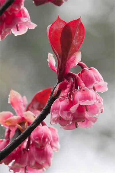 Bell-shaped peach trees are grown in Linh Chua Linh Tu temple, Linh Phong Tu pagoda and others.