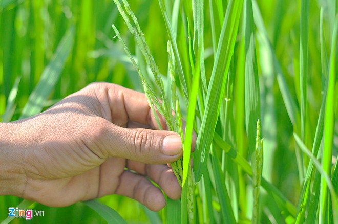 Rice, corn turned into ornamental plants for Tet