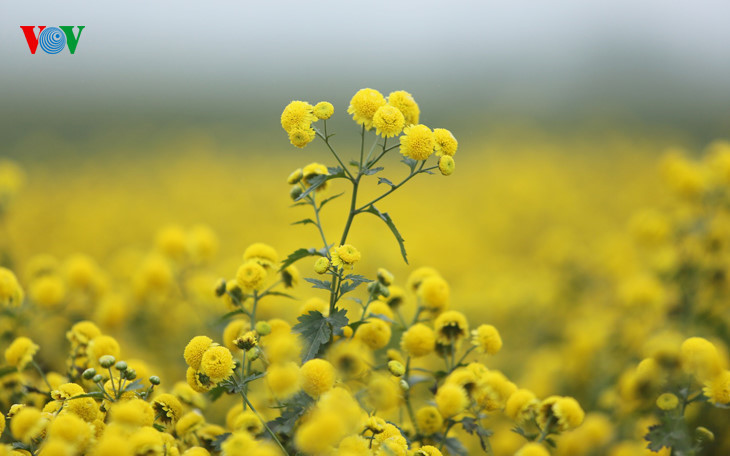 Daisy is used for traditional medicine.