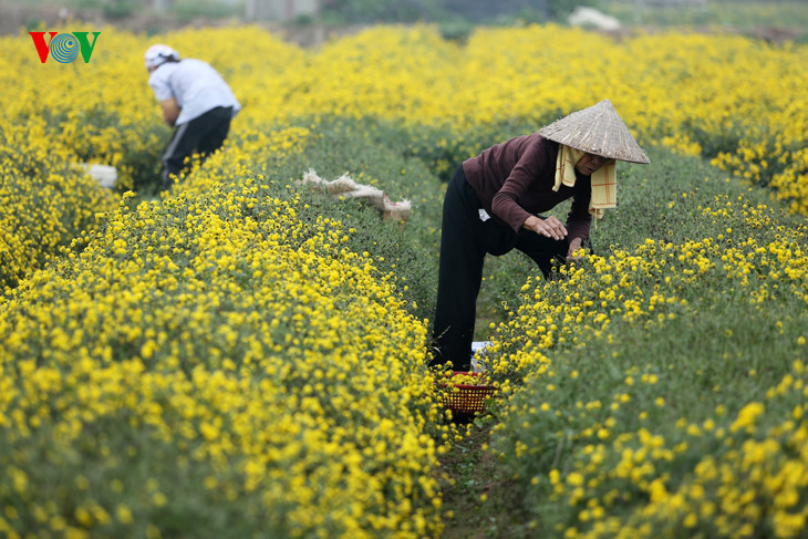  Harvesting daisies.