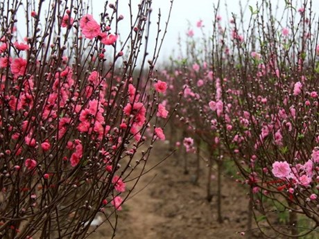 Nhat Tan peach flowers are blooming for Lunar New Year (Tet) festival