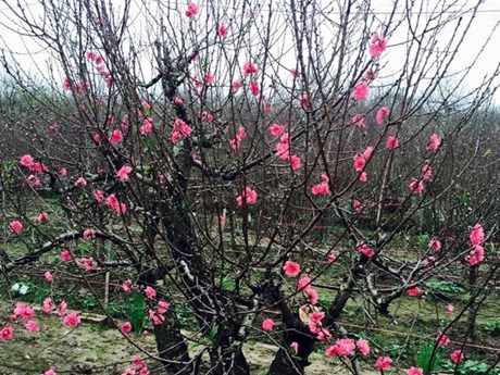 An ancient peach flower tree with trimmed and shapped branches