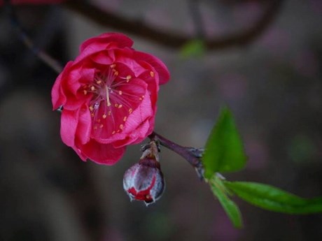 Typical colour of Nhat Tan Bich (rosy) peach flowers