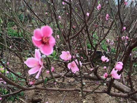 Nhat Tan Phai (light pink) peach flowers