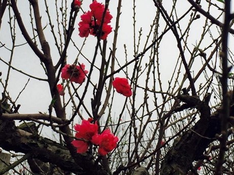 Nhat Tan peach flowers are blooming