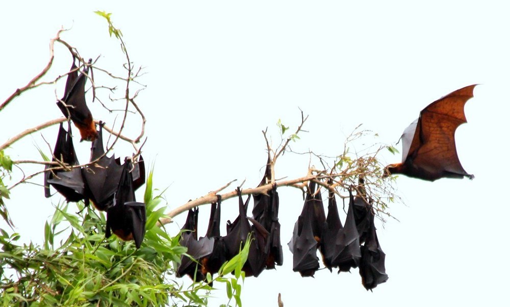 Bats hang ​on tree braches