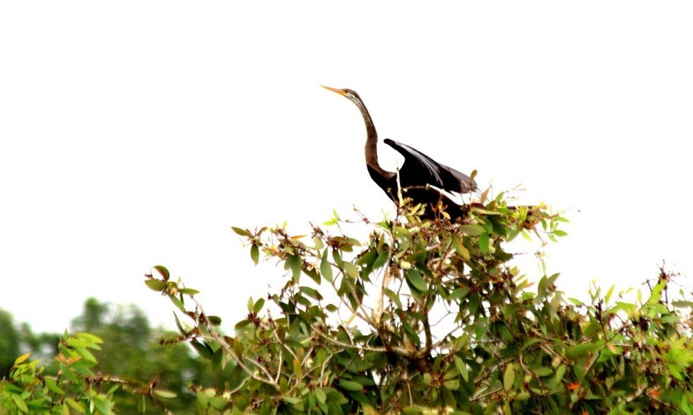 A Dien dien - oriental darter (Anhinga melanogaster) in U Minh Thuong