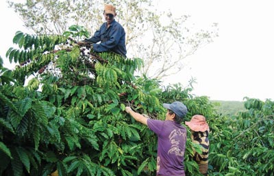 ocal farmers do not hesitate to chop down coffee trees to grow banana, freen skin grapefruit and peper trees