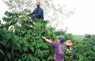 Farmers replace coffee trees to high-value trees