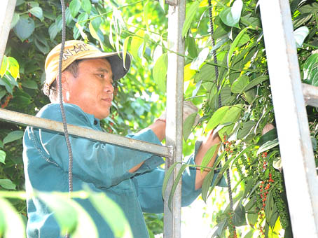 Công nhân hái tiêu ở vườn ông Võ Văn Đủ (xã Lâm San, huyện Cẩm Mỹ).