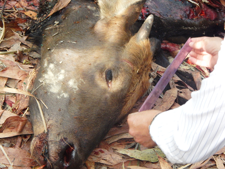 Vụ "Bò tót 200kg bị giết": Đang xem xét khởi tố vụ án