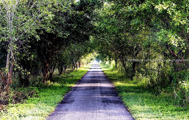 Road to U Minh Thuong forest