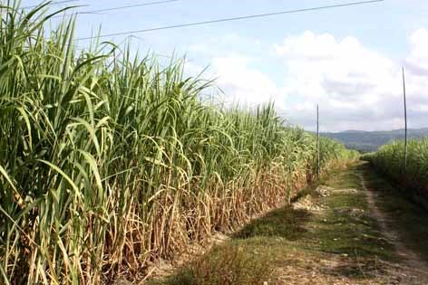 Dong Nai promises incentives to investors in large-scale fields