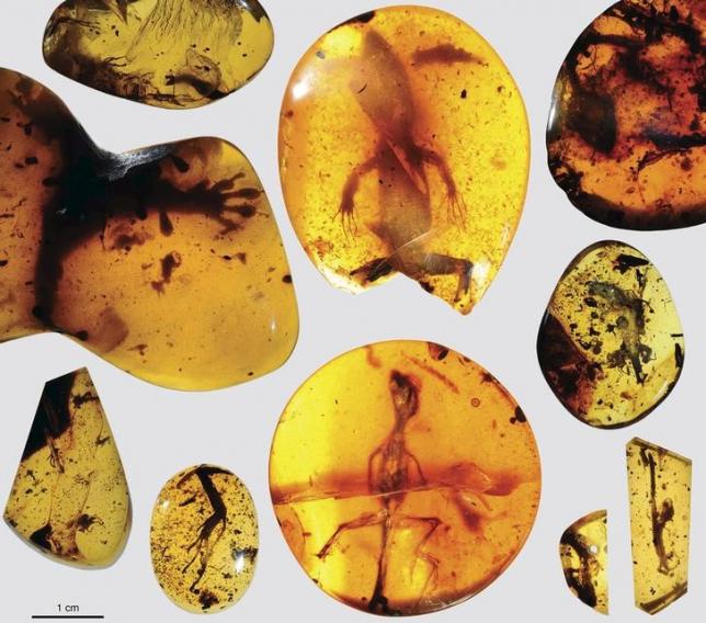 Various lizard specimens are shown preserved in ancient amber from present-day Myanmar in Southeast Asia, in this handout photo provided by the Florida Museum of Natural History on March 5, 2016.