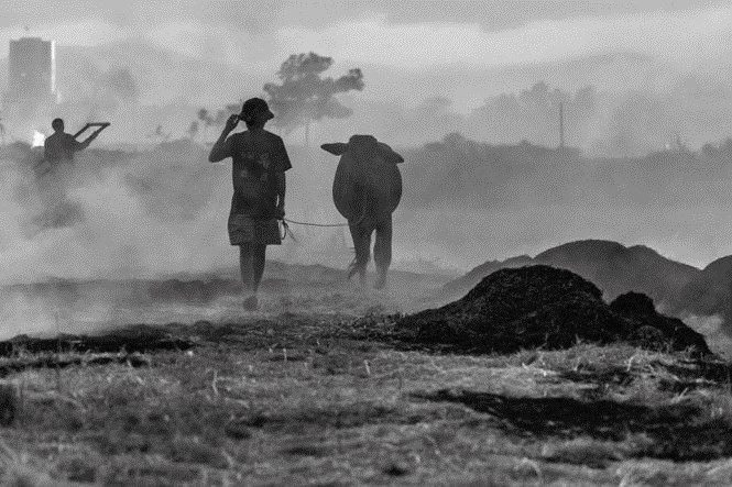 A man with his buffalo on a paddy field which has been burned after harvest. Ashes from the rice straw would function as fertilizer to keep the soil rich for the next crop.