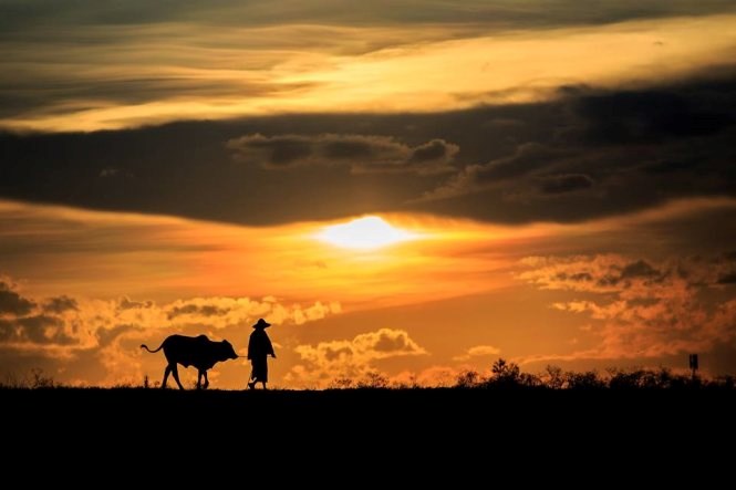 A farmer walk the cow home during sunset.