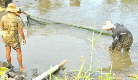 Giăng lưới bắt những mẻ cá còn sót lại dưới các ao nuôi ở xã Bắc Sơn (huyện Trảng Bom).