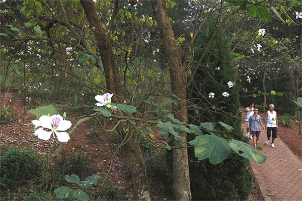 White kachnar blossoms in Dien Bien