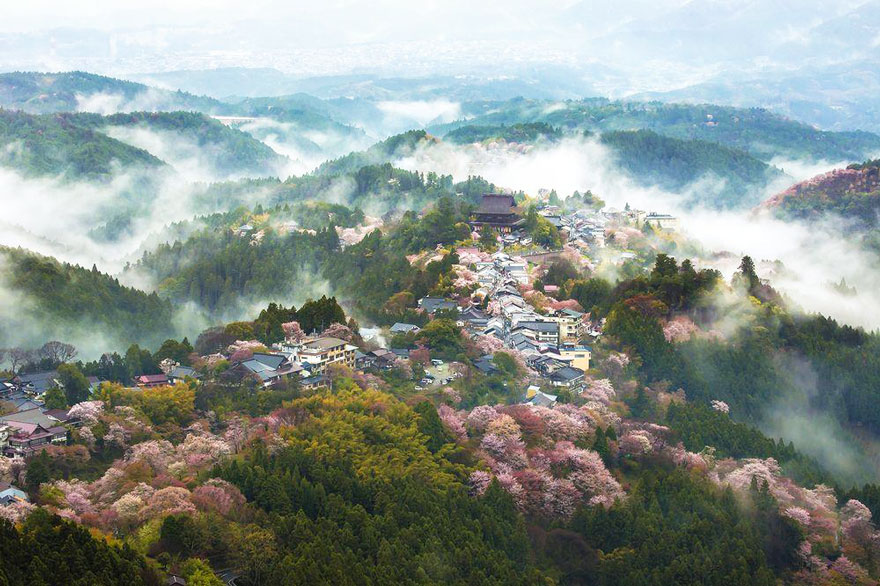 Japan's Cherry Blossom