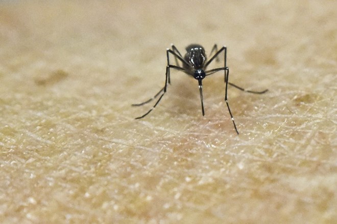 Muỗi Aedes Aegypti, vật trung gian lây truyền virus Zika, trong phòng thí nghiệm tại một trung tâm nghiên cứu y học ở Cali, Colombia ngày 25/1. (Nguồn: AFP/TTXVN)