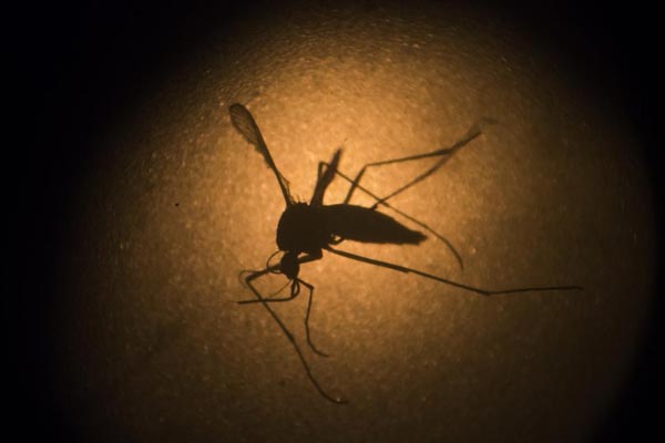 Mosquito causes Zika virus disease