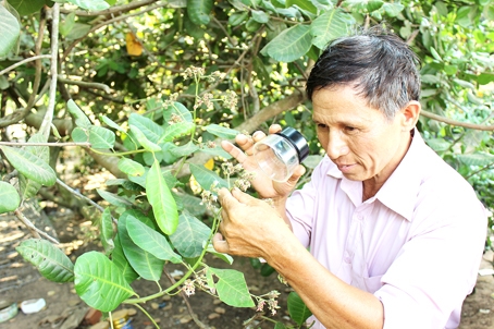 Với một chiếc kính lúp soi lá, soi bông, ông Hoàng Văn Minh luôn biết cây điều đang cần gì để tư vấn cách chăm sóc cho nông dân.