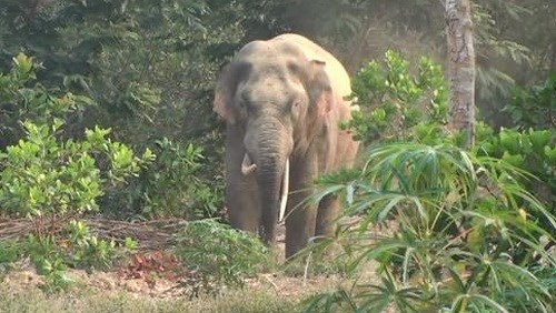 The elephant was reportedly straying into residential and farming areas. Photo credit: VnExpress.