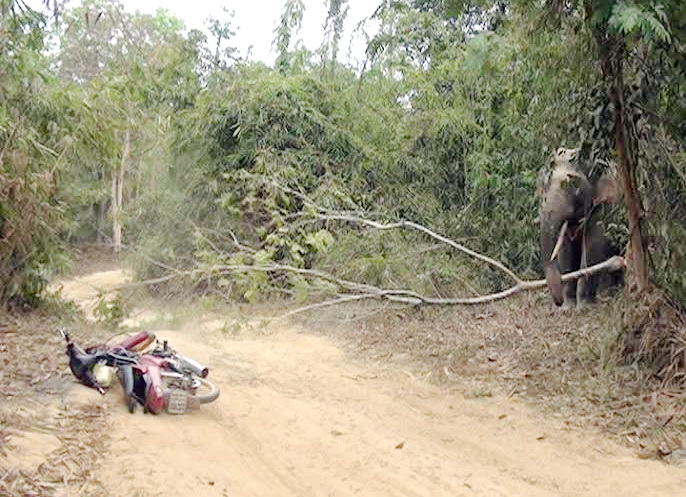 Wild elephant wreaks havoc in Dong Nai