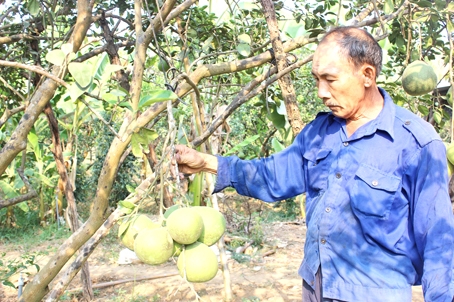 Ông Lê Văn Tự trong vườn bưởi VietGAP ở ấp Bình Lục, xã Tân Bình (huyện Vĩnh Cửu).