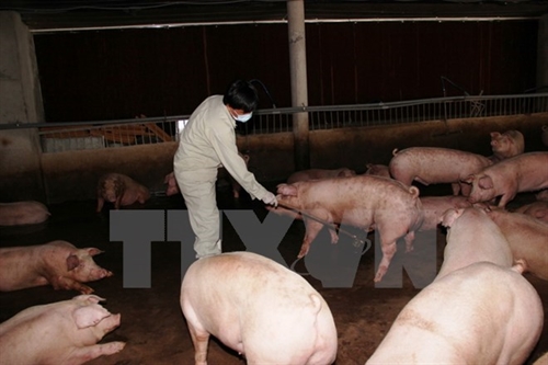 An inspector takes urine samples from pigs for salbutamol tests. 