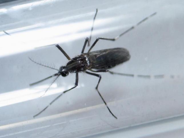  An aedes aegypti mosquito is seen inside a test tube as part of a research on preventing the spread of the Zika virus and other mosquito-borne diseases at a control and prevention center in Guadalupe, neighbouring Monterrey, Mexico, in this March 8, 2016.