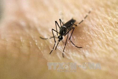 Ministry of Health maintains high vigilance for Zika virus