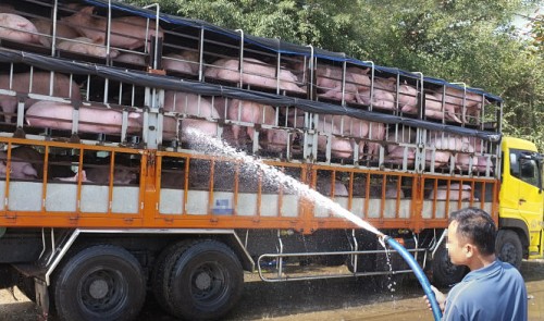 A man hoses the pigs on a truck heading for China in this photo taken in Quang Ninh Province, located in northern Vietnam.