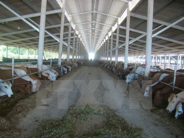 Vietnamese market sees oversupply of Australian cattle