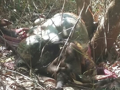 The gaur carcass found at the Ma Da Forest in Dong Nai Culture and Nature Reserve