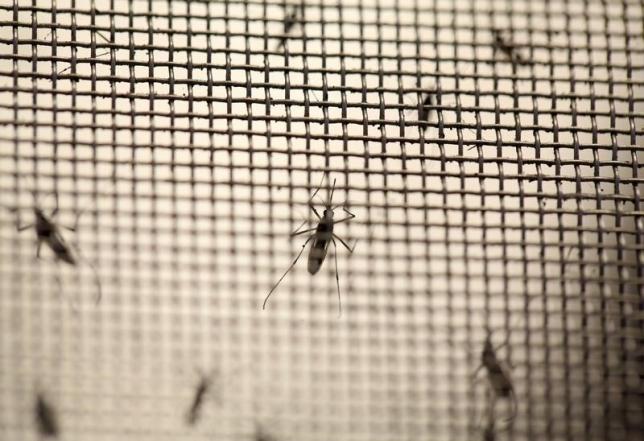 Bacteria blocks mosquitoes from transmitting Zika: Brazilian study