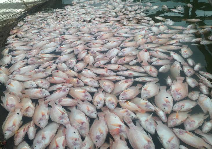 Over 30 tons of farmed fish found dead
