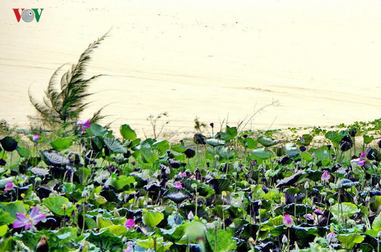 Nowadays, Bau Ba is also locally referred to Bau Sen (lotus lake) because of the lotus flowers covering the surface of the lake. 