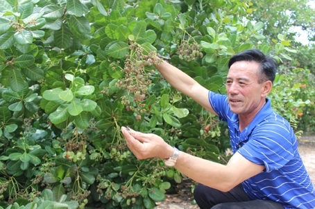 Dự án cánh đồng lớn cho cây điều tại xã An Viễn (huyện Trảng Bom) bước đầu có hiệu quả  nhưng vẫn khó nhân rộng vì nông dân còn e dè tham gia.