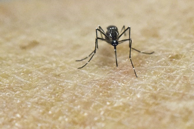 Yellow fever is contracted through mosquito bites (Photo: AFP/VNA)