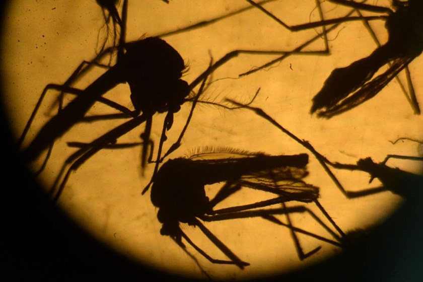 Zika crisis fuelled by 'massive' mosquito control failures: WHO