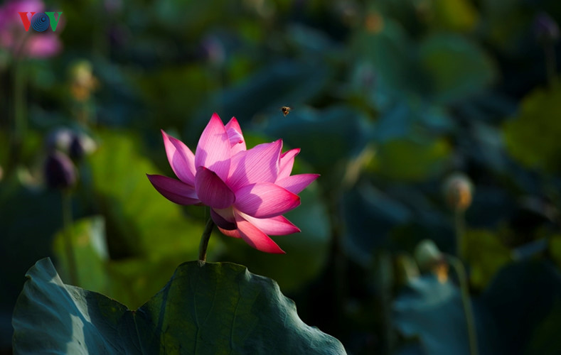 Purple lotus flowers, symbolize faithfulness