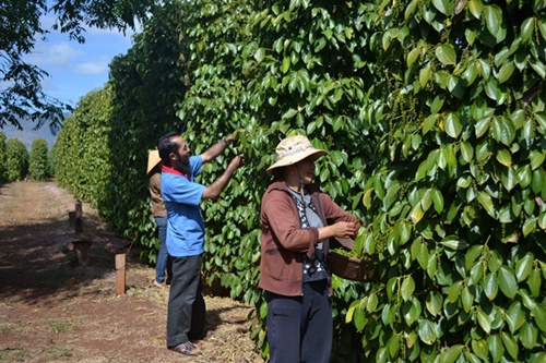 Pepper futures trading will benefit farmers, says association