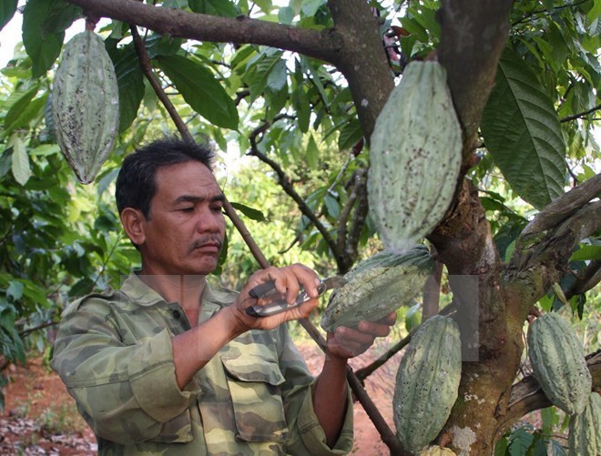 Dong Nai company exports cocoa to RoK, Japan