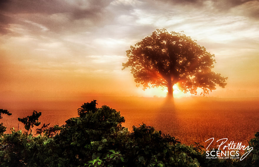 The morning sun rises behind a mighty oak tree with an autumn fog blanketing the landscape. Photographed in South-West Oxford Township, Ontario, Canada.