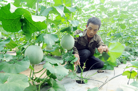 Huyện Nhơn Trạch đang khuyến khích nhân rộng mô hình trồng dưa lưới trong nhà màng vì cho lợi nhuận cao.