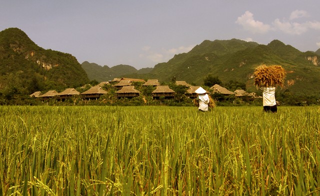 Ripening rice fields in Mai Chau
